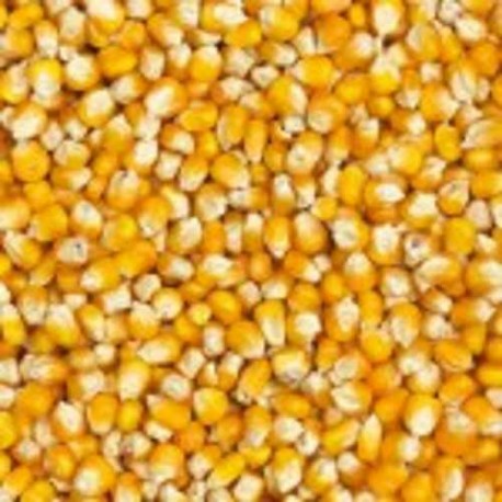 Maïs popcorn 500gr